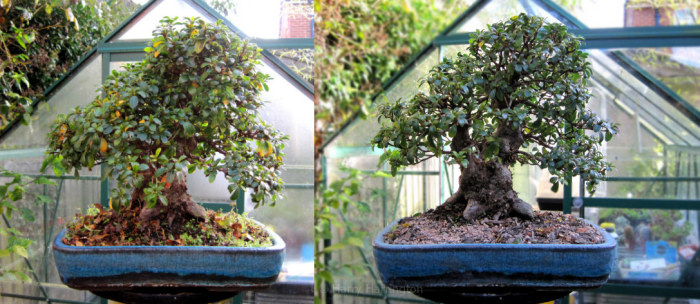 azalea bonsai pruning